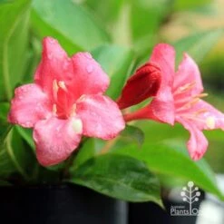 Weigela Eva Rathke -GARDEN Shop apo eva rathke weigela flowers 1
