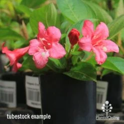 Weigela Eva Rathke -GARDEN Shop apo eva rathke weigela tubestock flowering