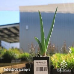 Aloe Plicatilis - Fan Aloe - Succulent 12 Aloe Plicatilis - Fan Aloe - Succulent -GARDEN Shop apo fan aloe tubestock