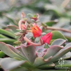 Echeveria Fantastic Fountain - Succulent 15 Echeveria Fantastic Fountain - Succulent -GARDEN Shop apo fantastic fountain flower