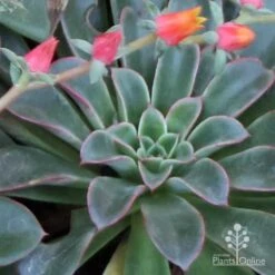 Echeveria Fantastic Fountain - Succulent 17 Echeveria Fantastic Fountain - Succulent -GARDEN Shop apo fantastic fountain fountaining