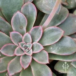 Echeveria Fantastic Fountain - Succulent 13 Echeveria Fantastic Fountain - Succulent -GARDEN Shop apo fantastic fountain leaf colour