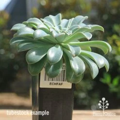 Echeveria Fantastic Fountain - Succulent 11 Echeveria Fantastic Fountain - Succulent -GARDEN Shop apo fantastic fountain tubestock