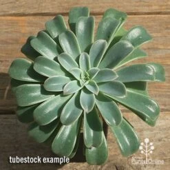 Echeveria Fantastic Fountain - Succulent 14 Echeveria Fantastic Fountain - Succulent -GARDEN Shop apo fantastic fountain tubestock top perfect