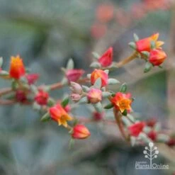 Echeveria Fantastic Fountain - Succulent 12 Echeveria Fantastic Fountain - Succulent -GARDEN Shop apo fantasticfountain flowers