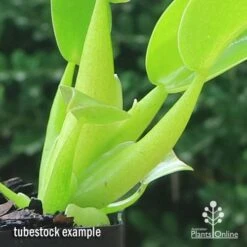 Philodendron Fat Boy -GARDEN Shop apo fat boy tubestock stems