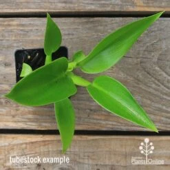 Philodendron Fat Boy -GARDEN Shop apo fat boy tubestock top