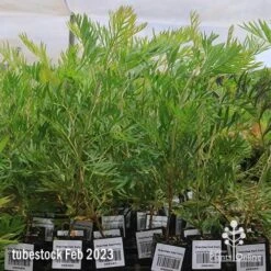 Grevillea Ned Kelly -GARDEN Shop apo feb ned kelly