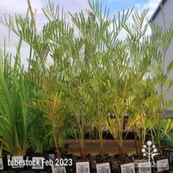 Grevillea Sandra Gordon -GARDEN Shop apo feb sandra gordon