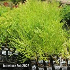 Grevillea Yamba Sunshine -GARDEN Shop apo feb yamba sunshine