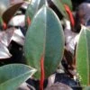 Ficus Elastica Burgundy - Rubber Plant -GARDEN Shop apo ficus burgundy new leaf