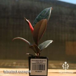 Ficus Elastica Burgundy - Rubber Plant -GARDEN Shop apo ficus burgundy rubber plant tubestock