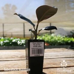 Ficus Elastica Burgundy - Rubber Plant -GARDEN Shop apo ficus burgundy tubestock