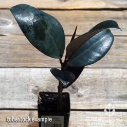 Ficus Elastica Burgundy - Rubber Plant -GARDEN Shop apo ficus burgundy tubestock top