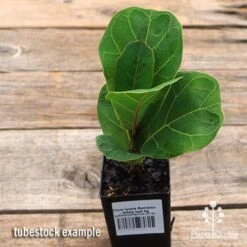 Ficus Lyrata Bambino - Fiddle Leaf Fig 12 Ficus Lyrata Bambino - Fiddle Leaf Fig -GARDEN Shop apo ficus lyrata bambino tubestock top