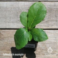 Ficus Lyrata - Fiddle Leaf Fig -GARDEN Shop apo fiddleleaf fig tubestoc top