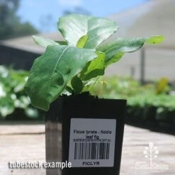 Ficus Lyrata - Fiddle Leaf Fig -GARDEN Shop apo fiddleleaf fig tubestock
