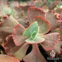 Echeveria Fire And Ice - Succulent -GARDEN Shop apo fire and ice