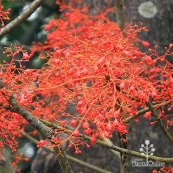 Illawarra Flame Tree - Brachychiton 17 Illawarra Flame Tree - Brachychiton -GARDEN Shop apo flame tree flowers
