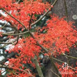 Illawarra Flame Tree - Brachychiton 21 Illawarra Flame Tree - Brachychiton -GARDEN Shop apo flame tree flowers2