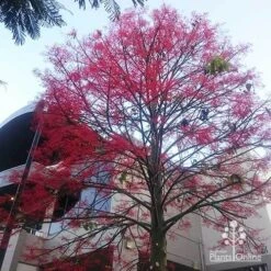 Illawarra Flame Tree - Brachychiton 22 Illawarra Flame Tree - Brachychiton -GARDEN Shop apo flame tree rsl