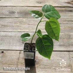 Illawarra Flame Tree - Brachychiton 14 Illawarra Flame Tree - Brachychiton -GARDEN Shop apo flame tree tubestock top