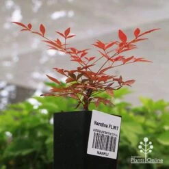 Nandina FLIRT -GARDEN Shop apo flirt tubestock