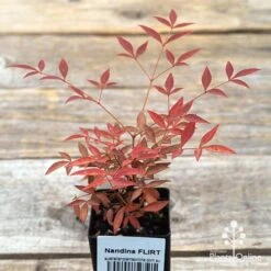 Nandina FLIRT -GARDEN Shop apo flirt tubestock top