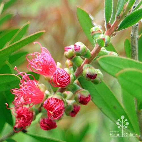 Callistemon Fluro Burst 12 Callistemon Fluro Burst - Image 12