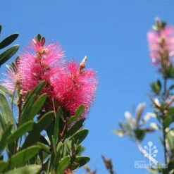 Callistemon Fluro Burst 20 Callistemon Fluro Burst -GARDEN Shop apo fluro burst flower blue sky