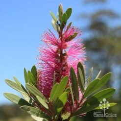 Callistemon Fluro Burst 23 Callistemon Fluro Burst -GARDEN Shop apo fluro burst flower sunshine
