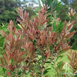 Callistemon Fluro Burst 27 Callistemon Fluro Burst -GARDEN Shop apo fluro burst foliage