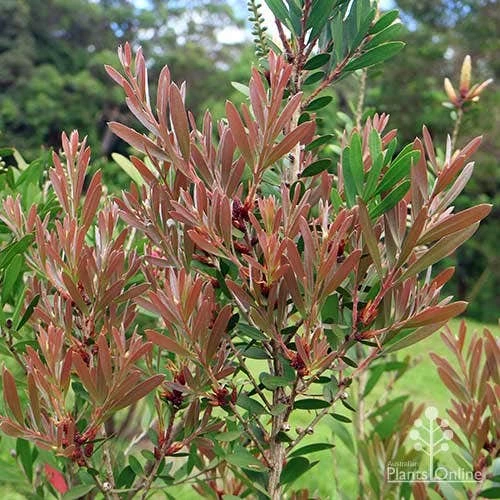 Callistemon Fluro Burst 10 Callistemon Fluro Burst - Image 10