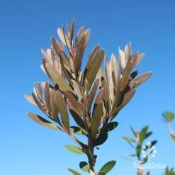 Callistemon Fluro Burst 30 Callistemon Fluro Burst -GARDEN Shop apo fluro burst new winter colour