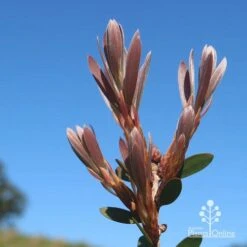 Callistemon Fluro Burst 35 Callistemon Fluro Burst -GARDEN Shop apo fluro burst new winter leaf