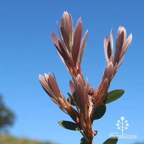 Callistemon Fluro Burst 18 Callistemon Fluro Burst - Image 18