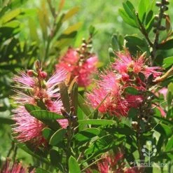 Callistemon Fluro Burst 34 Callistemon Fluro Burst -GARDEN Shop apo fluro burst sunlit