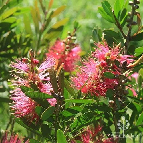 Callistemon Fluro Burst 17 Callistemon Fluro Burst - Image 17