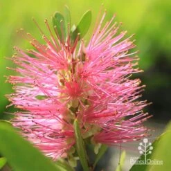 Callistemon Fluro Burst 24 Callistemon Fluro Burst -GARDEN Shop apo fluroburst callistemon flower