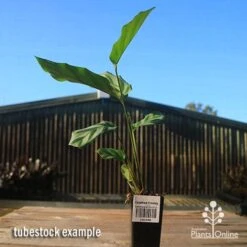 Calathea Freddy 7 Calathea Freddy -GARDEN Shop apo freddy tubestock tall