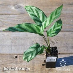 Calathea Freddy 6 Calathea Freddy -GARDEN Shop apo freddy tubestock top