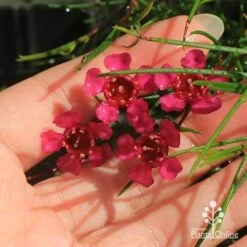 Chamelaucium Free Spirit - Waxflower -GARDEN Shop apo free spirit deep pink