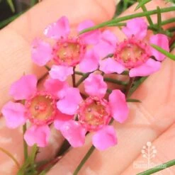 Chamelaucium Free Spirit - Waxflower -GARDEN Shop apo free spirit flower closeup