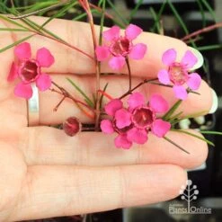 Chamelaucium Free Spirit - Waxflower -GARDEN Shop apo free spirit flower size