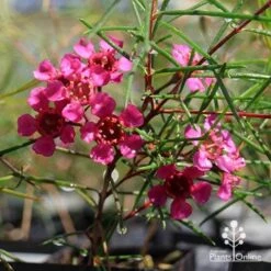 Chamelaucium Free Spirit - Waxflower -GARDEN Shop apo free spirit magenta
