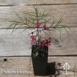 Chamelaucium Free Spirit - Waxflower -GARDEN Shop apo free spirit waxflower tubestock