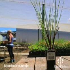 Lomandra Frosty Top -GARDEN Shop apo frosty top lomandra tubestock