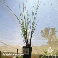 Lomandra Frosty Top -GARDEN Shop apo frosty top tubestock
