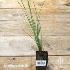 Lomandra Frosty Top -GARDEN Shop apo frosty top tubestock 1