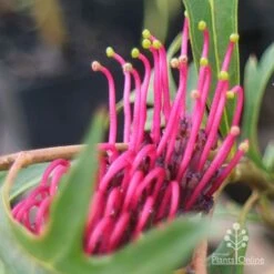 Grevillea Gaudichaudii -GARDEN Shop apo gaudichaudi grevillea closeup